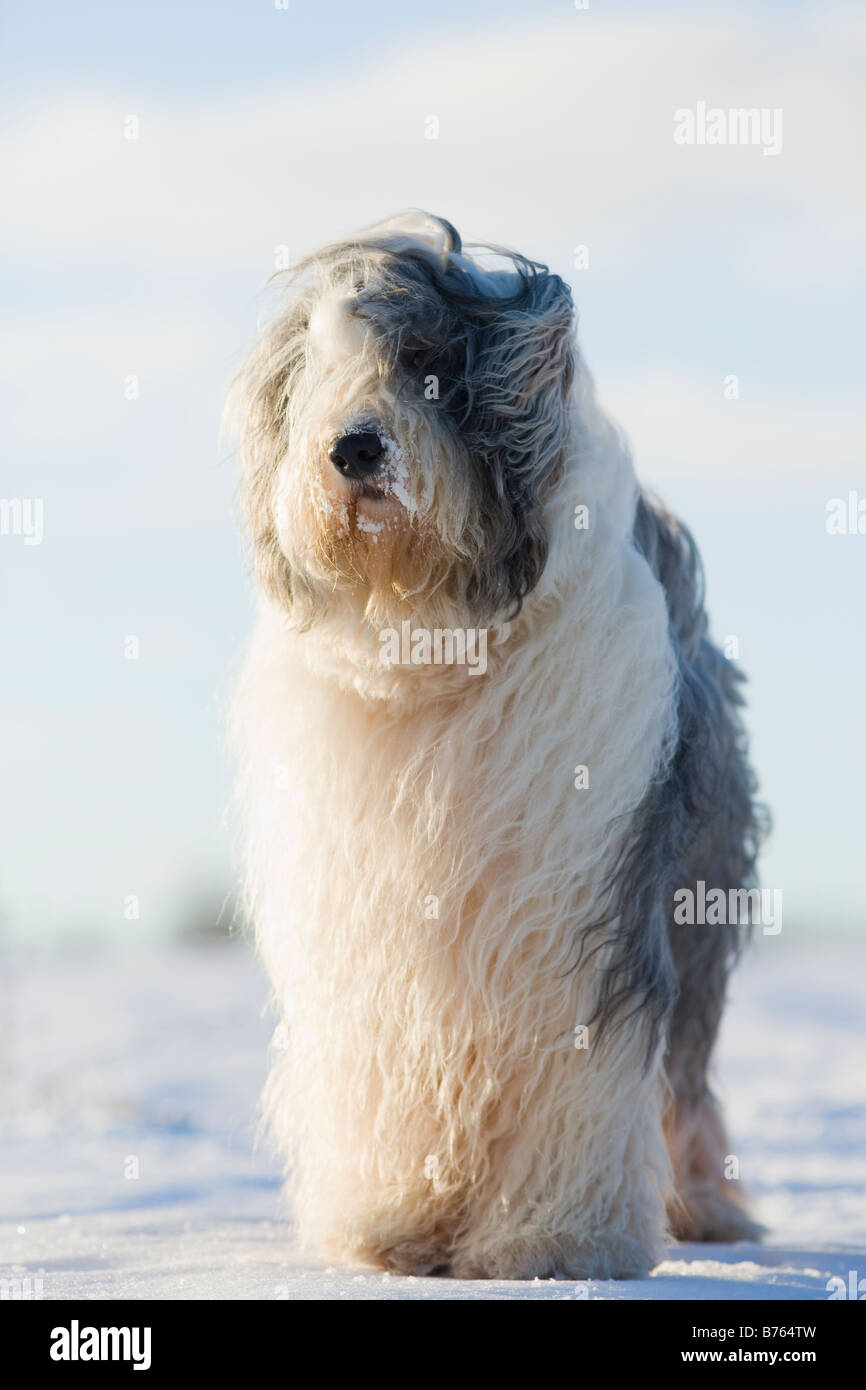 Old english sheepdog portrait hi-res stock photography and images - Alamy
