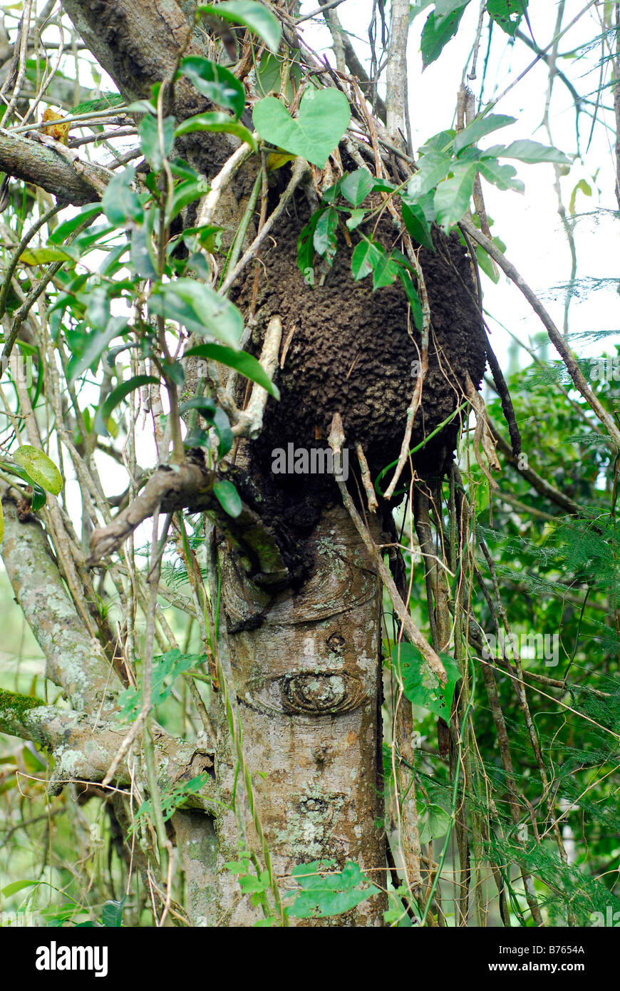 arboreal termite nest Stock Photo