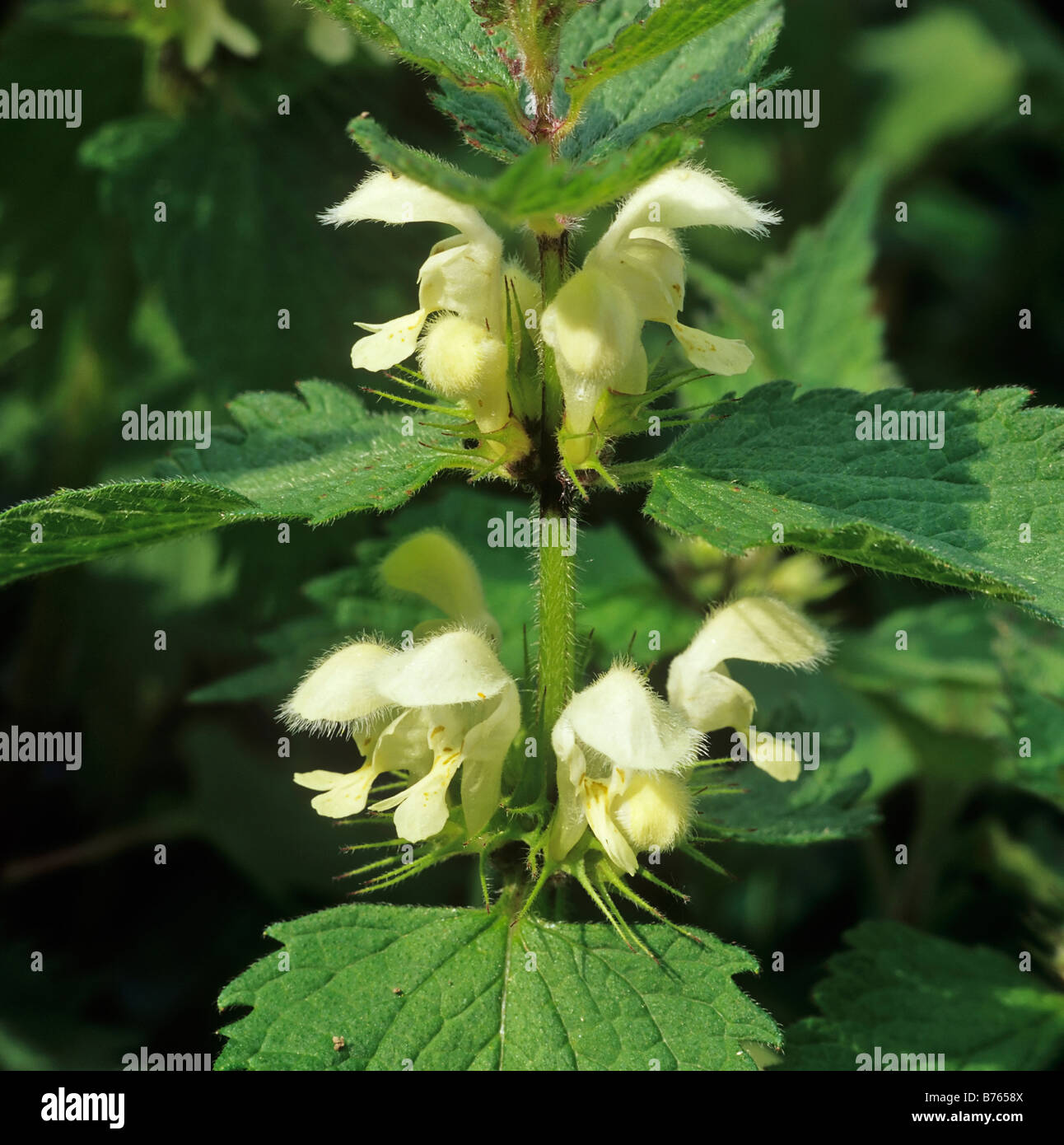 weisse taubnesse lamium album white deadnettle Stock Photo