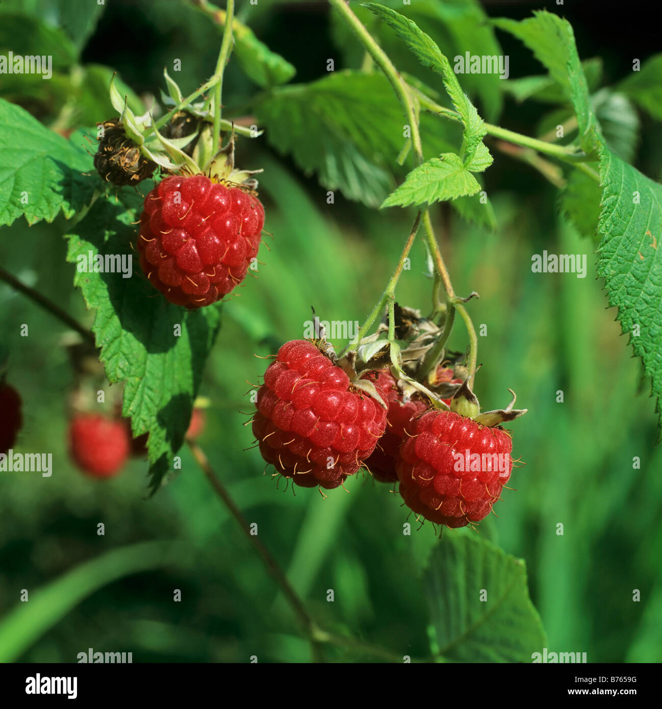 Himbeere Fruechte Rubus idaeus Raspberry Framboise fruits Stock Photo