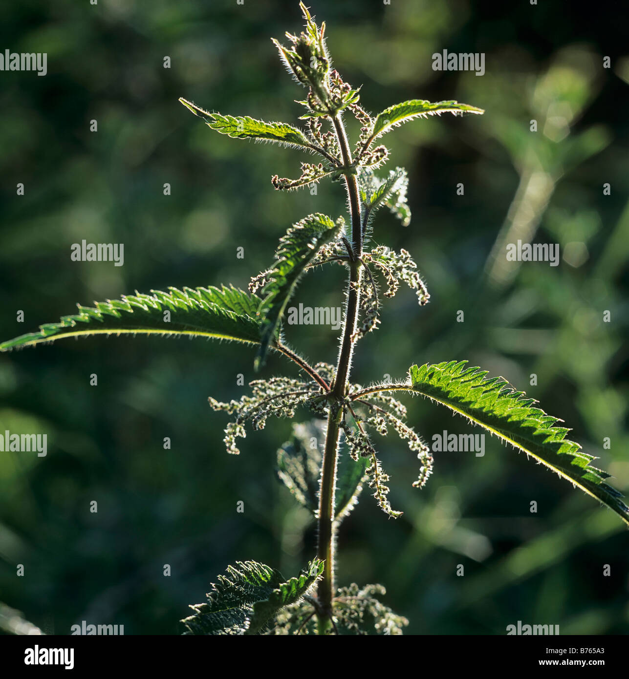 grosse Brennessel Urtica dioica Stinging nettle Stock Photo