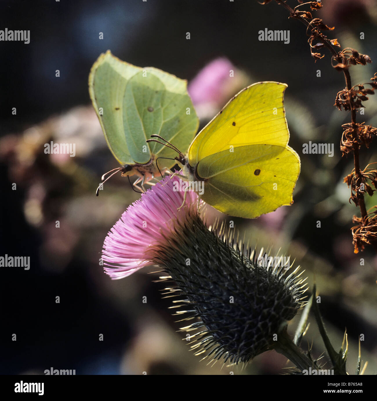 zitronenfalter gonepteryx rhamni brimstones schmetterling butterfly Stock Photo