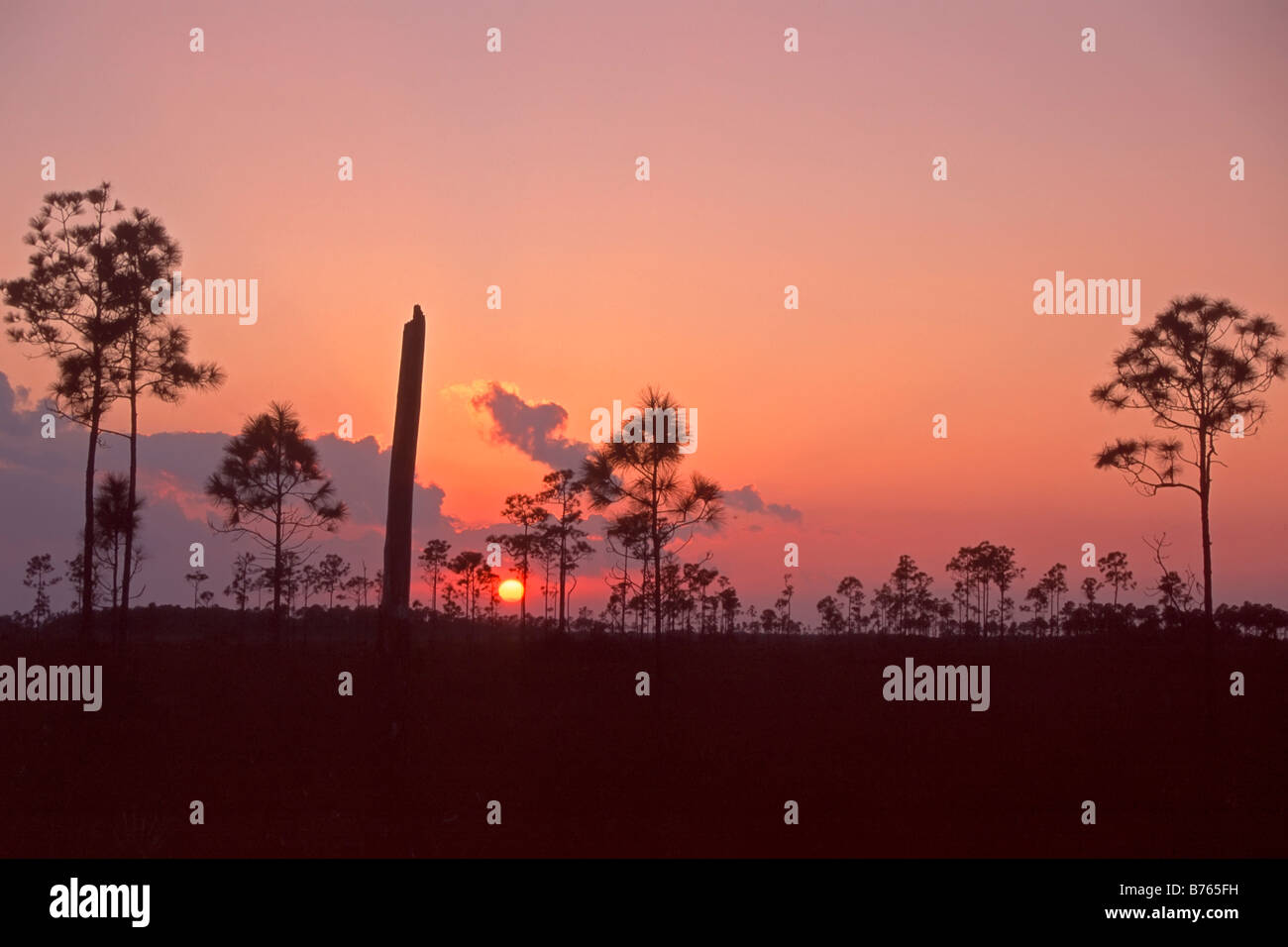 clouds red sunset mahogany hammock trees everglades np florida national park usa afterglow backlight red sky Stock Photo