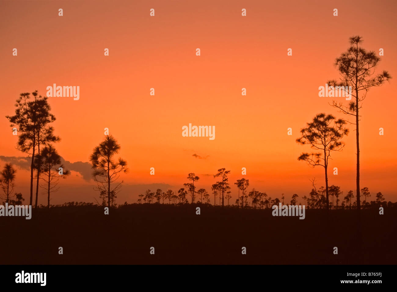 clouds red sunset mahogany hammock trees everglades np florida national park usa afterglow backlight red sky Stock Photo