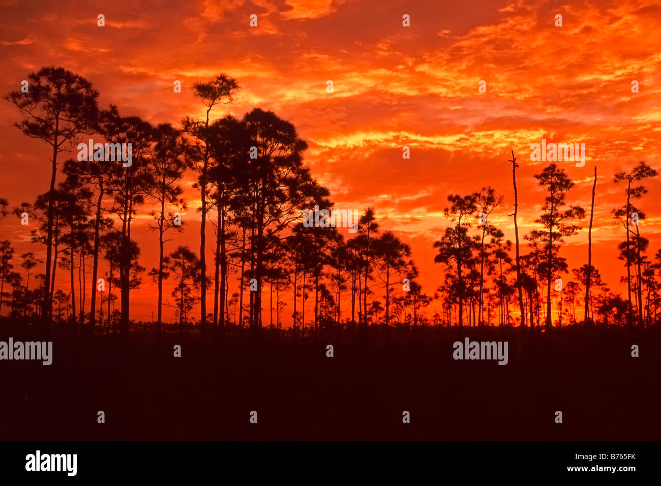 clouds red sunset mahogany hammock trees everglades np florida national park usa afterglow backlight red sky Stock Photo