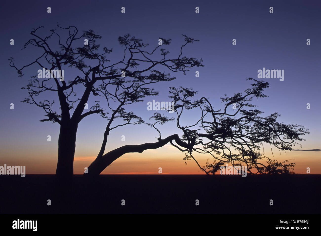 mopane colophospermum tree pane sunset sky etosha np namibia africa afterglow national park sky evening tree backlight Stock Photo