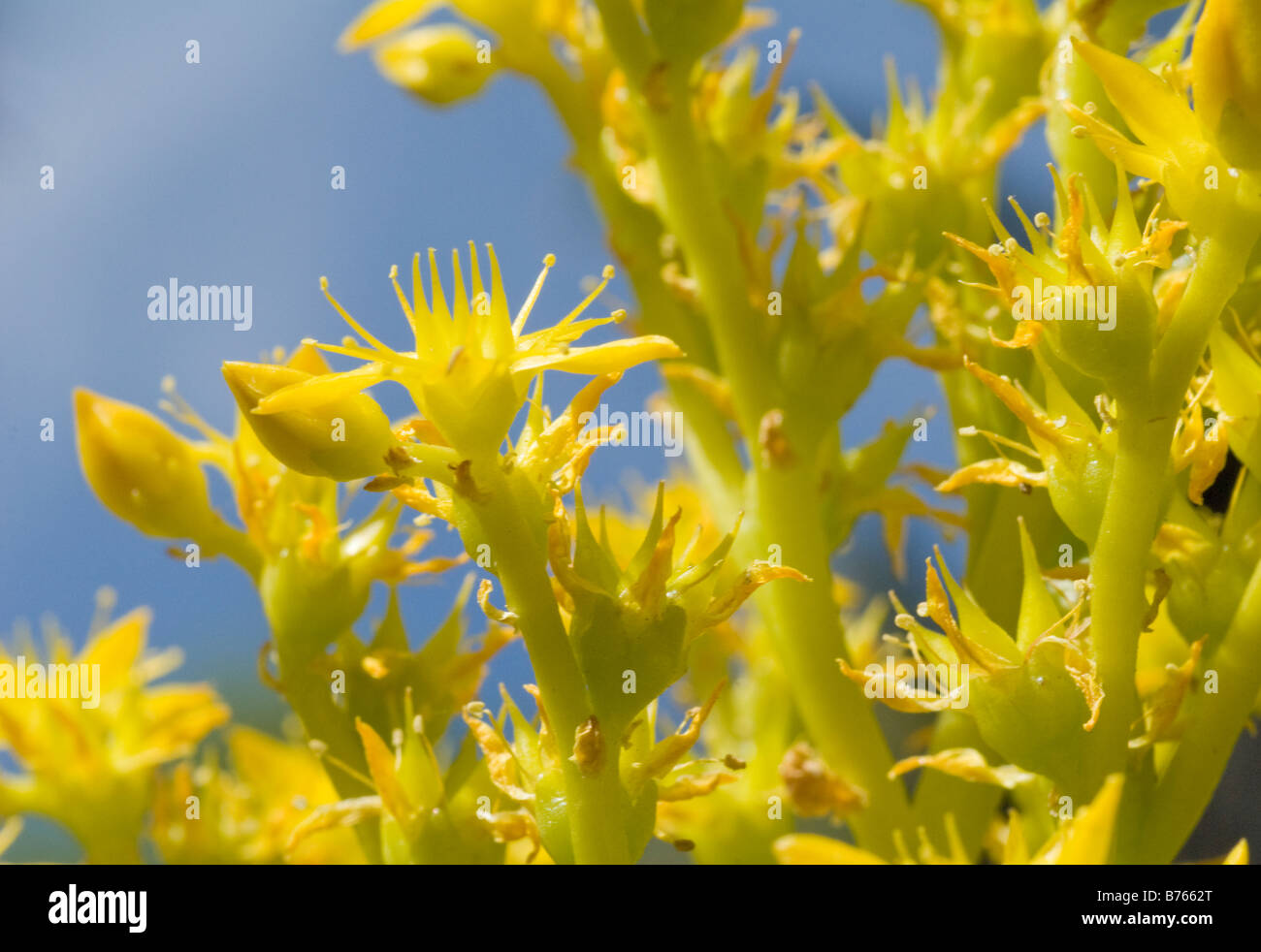 yellow flowers Stock Photo