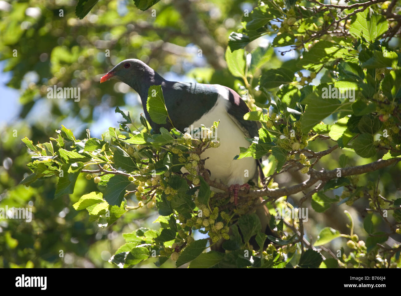 New Zealand Wood Pigeon (Kereru) in tree, Pigeon Bay, Banks Peninsula