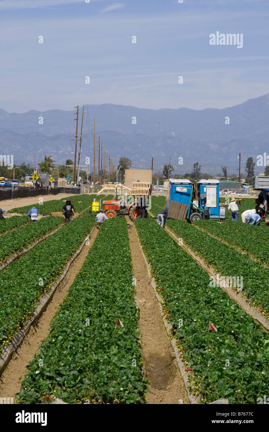 Strawberry fields being harvested. Oxnard, Ventura County, California, USA Stock Photo