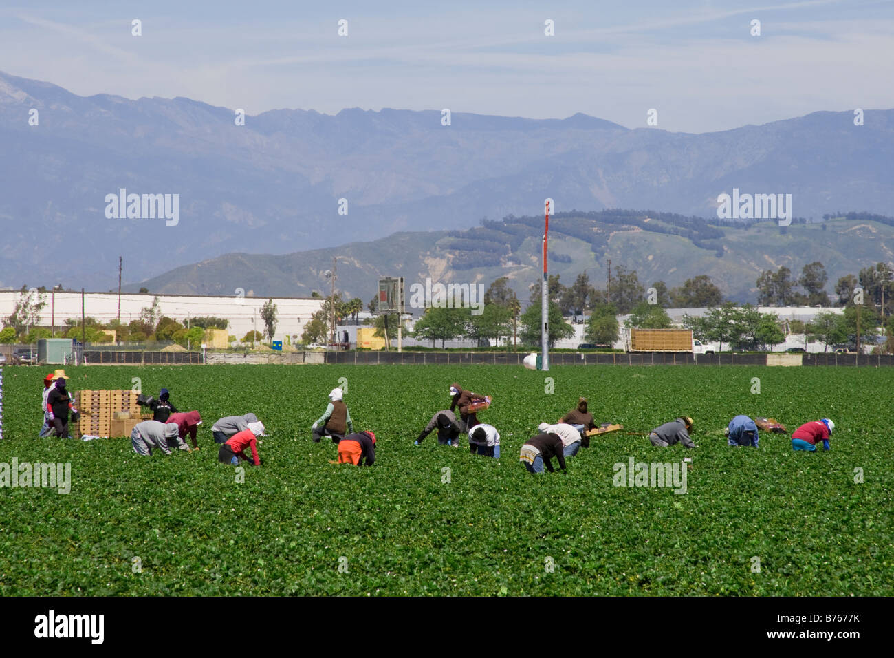 Strawberry fields being harvested. Oxnard, Ventura County, California