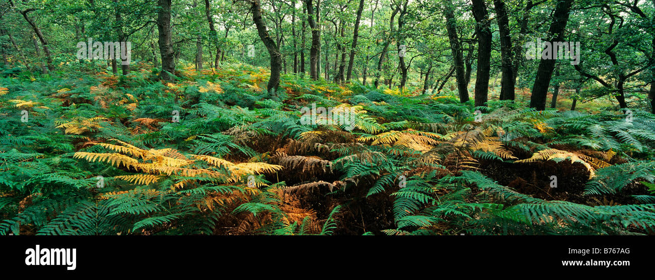 panorama fern forest bracken Lower Rhine germany diersfordter wald Stock Photo