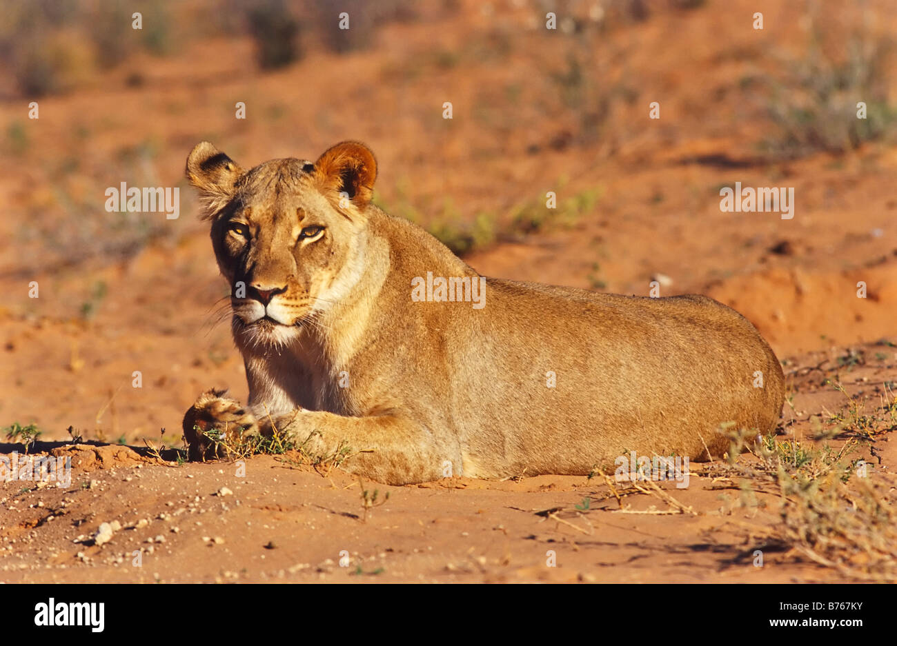 panthera leo lioness female lion steppe namibia africa Stock Photo