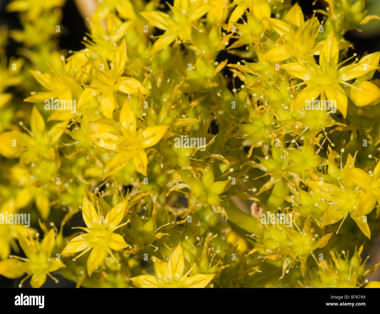 yellow flowers Stock Photo