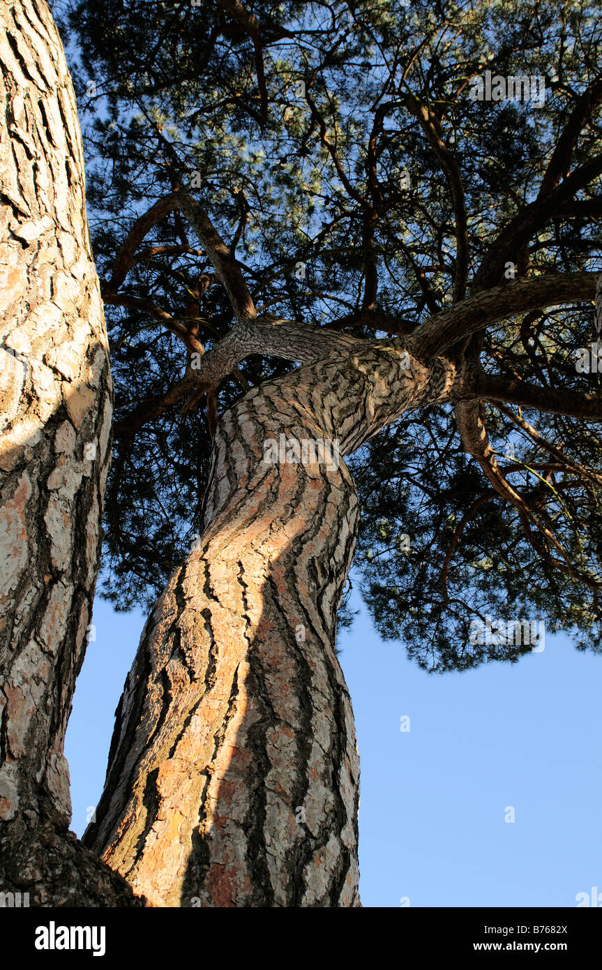 Umbrella pine hi-res stock photography and images - Alamy