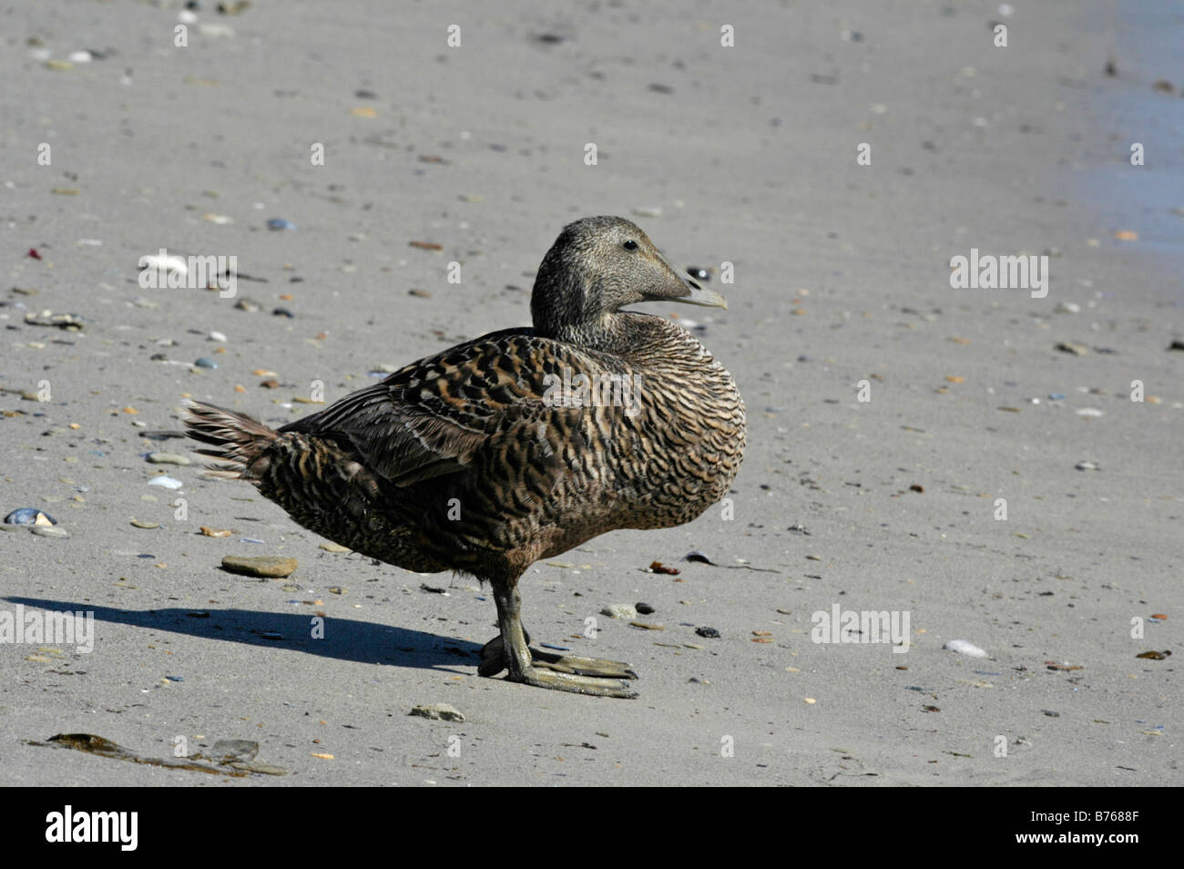 common eider somateria mollissima helgoland sea duck schleswig holstein germany ducks group beach Stock Photo