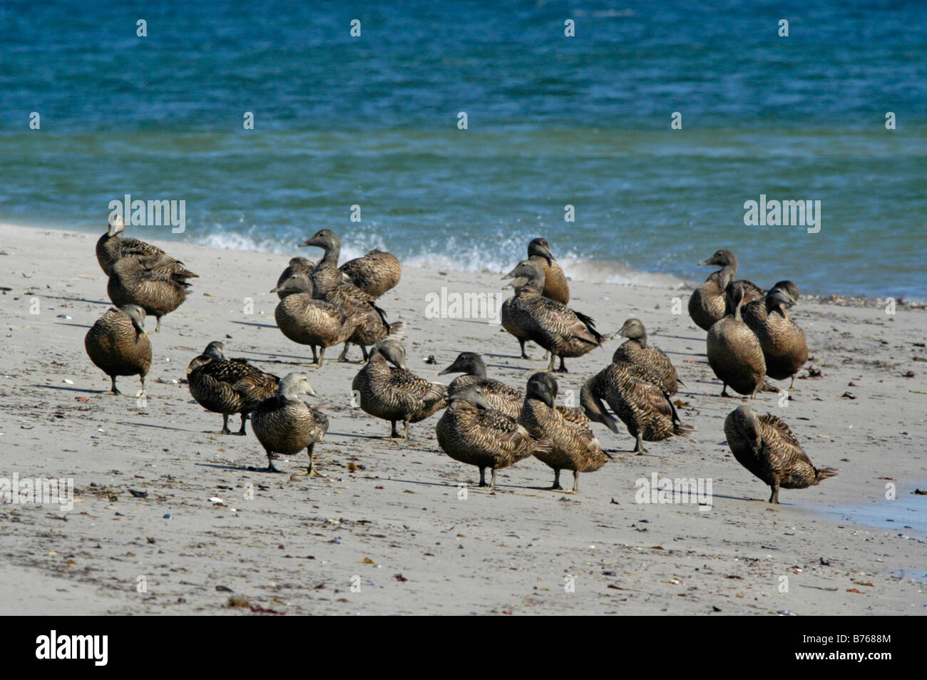 common eider somateria mollissima helgoland sea duck schleswig holstein germany ducks group beach Stock Photo