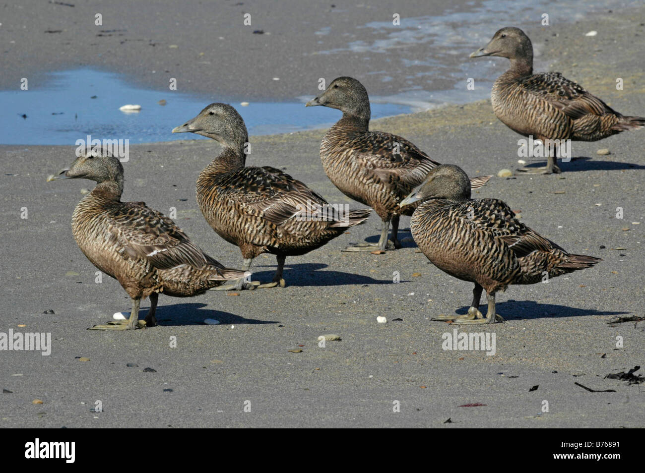 common eider somateria mollissima helgoland sea duck schleswig holstein germany ducks group beach Stock Photo