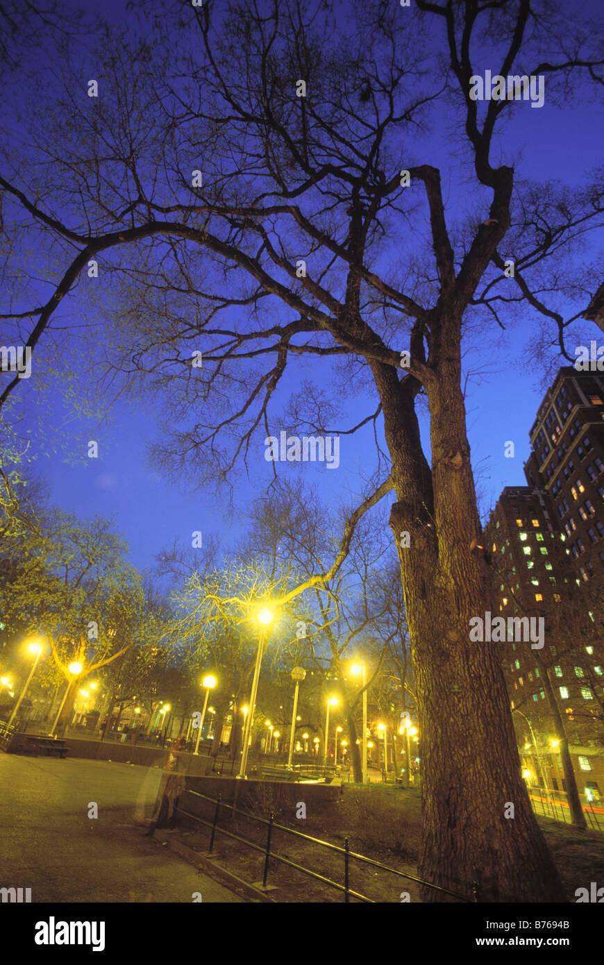 Elm Tree, The Hanging Tree, Washington Square Park, Manhattan, New York