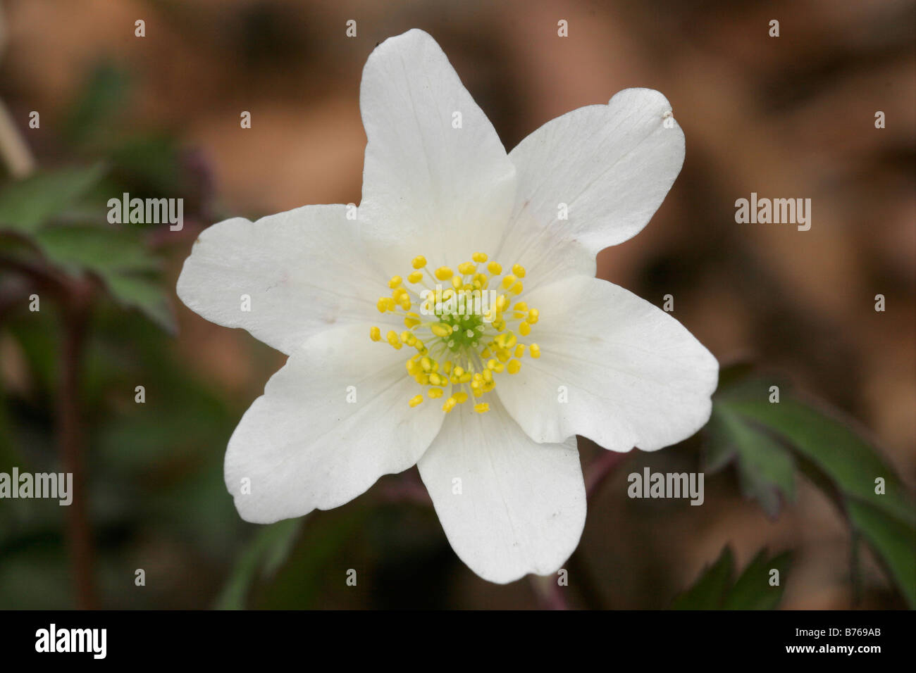 anemone nemorosa early spring flowering wood anemone windflower thimbleweed smell fox Stock Photo