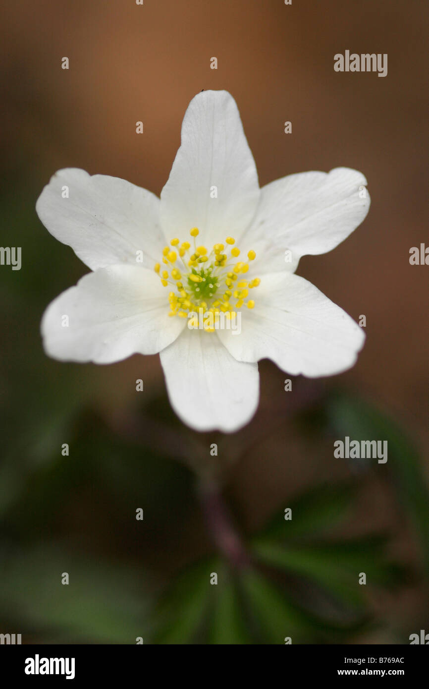 anemone nemorosa early spring flowering wood anemone windflower thimbleweed smell fox Stock Photo