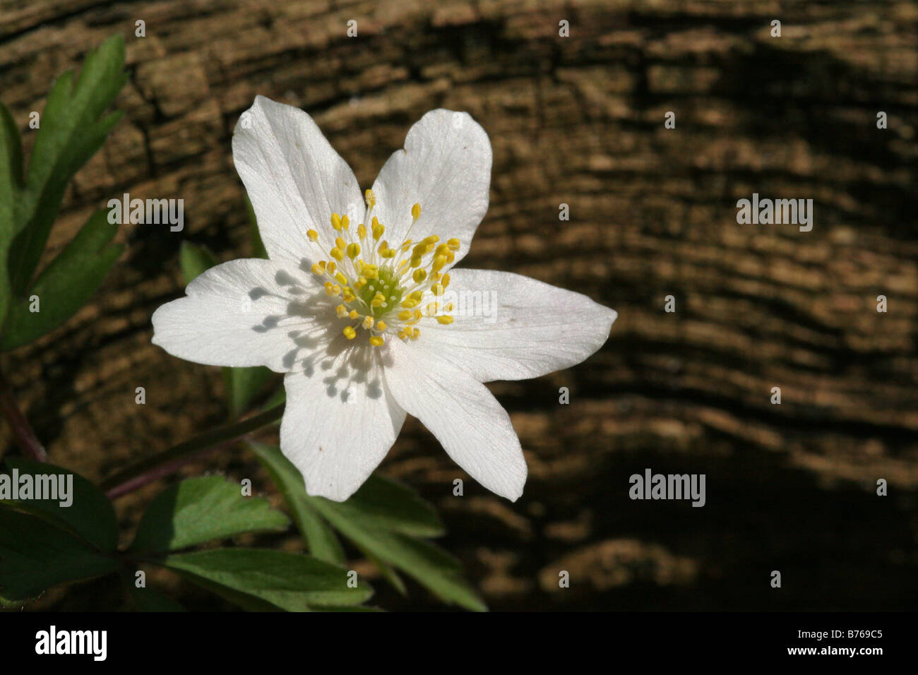 anemone nemorosa wood anemone windflower smell fox anemone sylvie