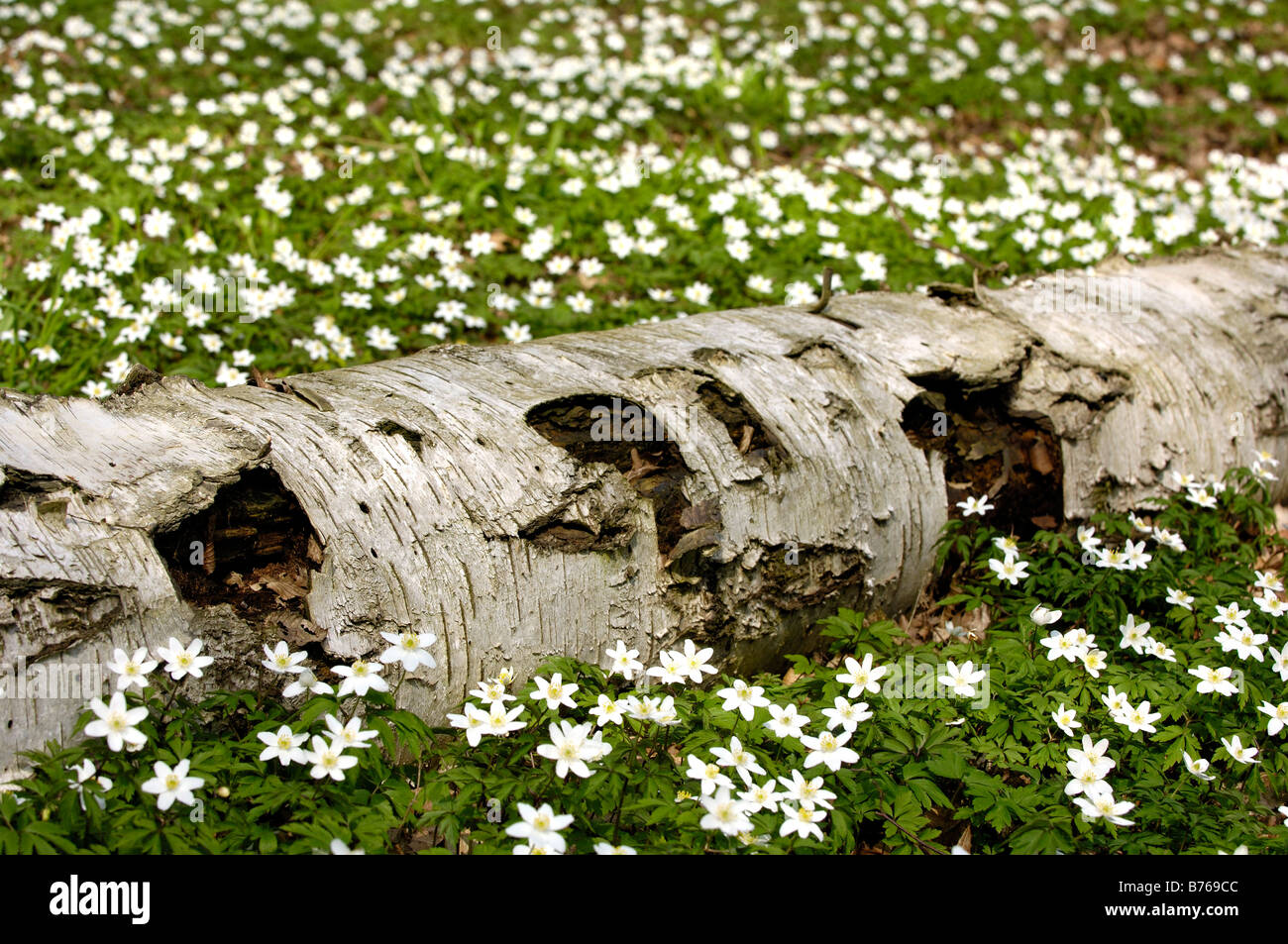 anemone nemorosa wood anemone windflower smell fox anemone sylvie flower blooming blossom Stock Photo
