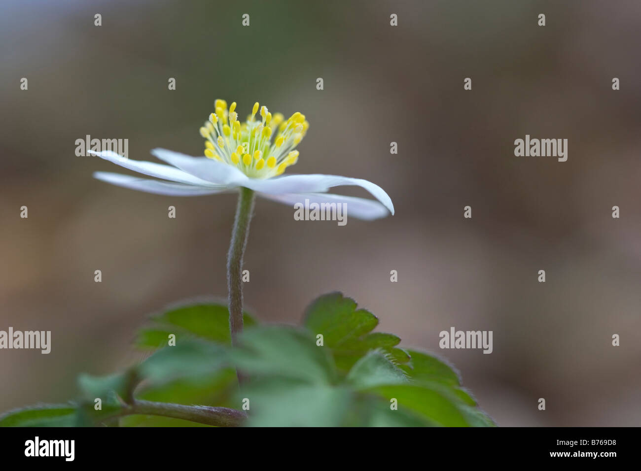 anemone nemorosa wood anemone windflower smell fox anemone sylvie