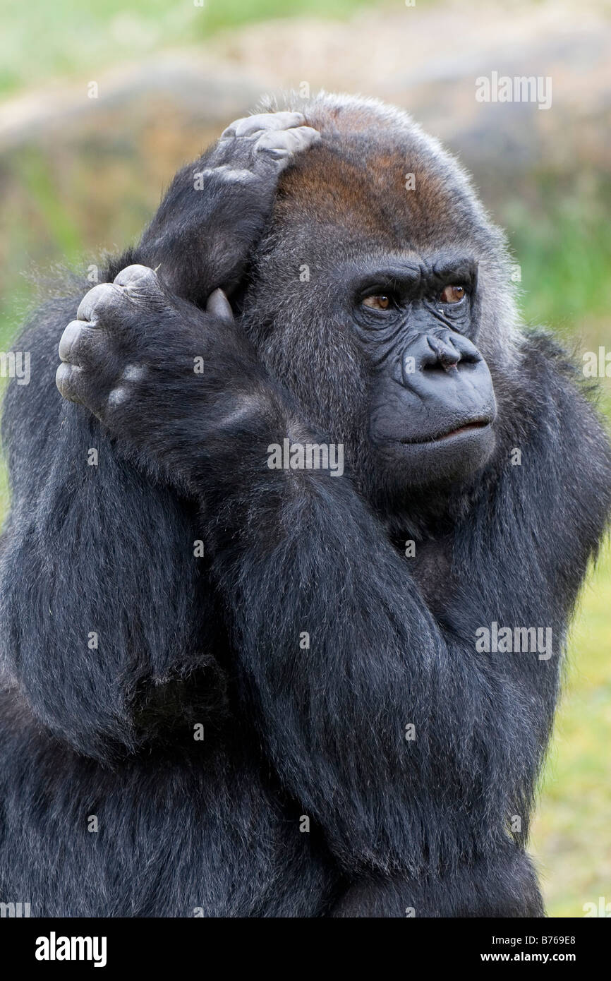 gorilla gorilla western gorilla westgorilla lowland gorilla old monkey ape Stock Photo
