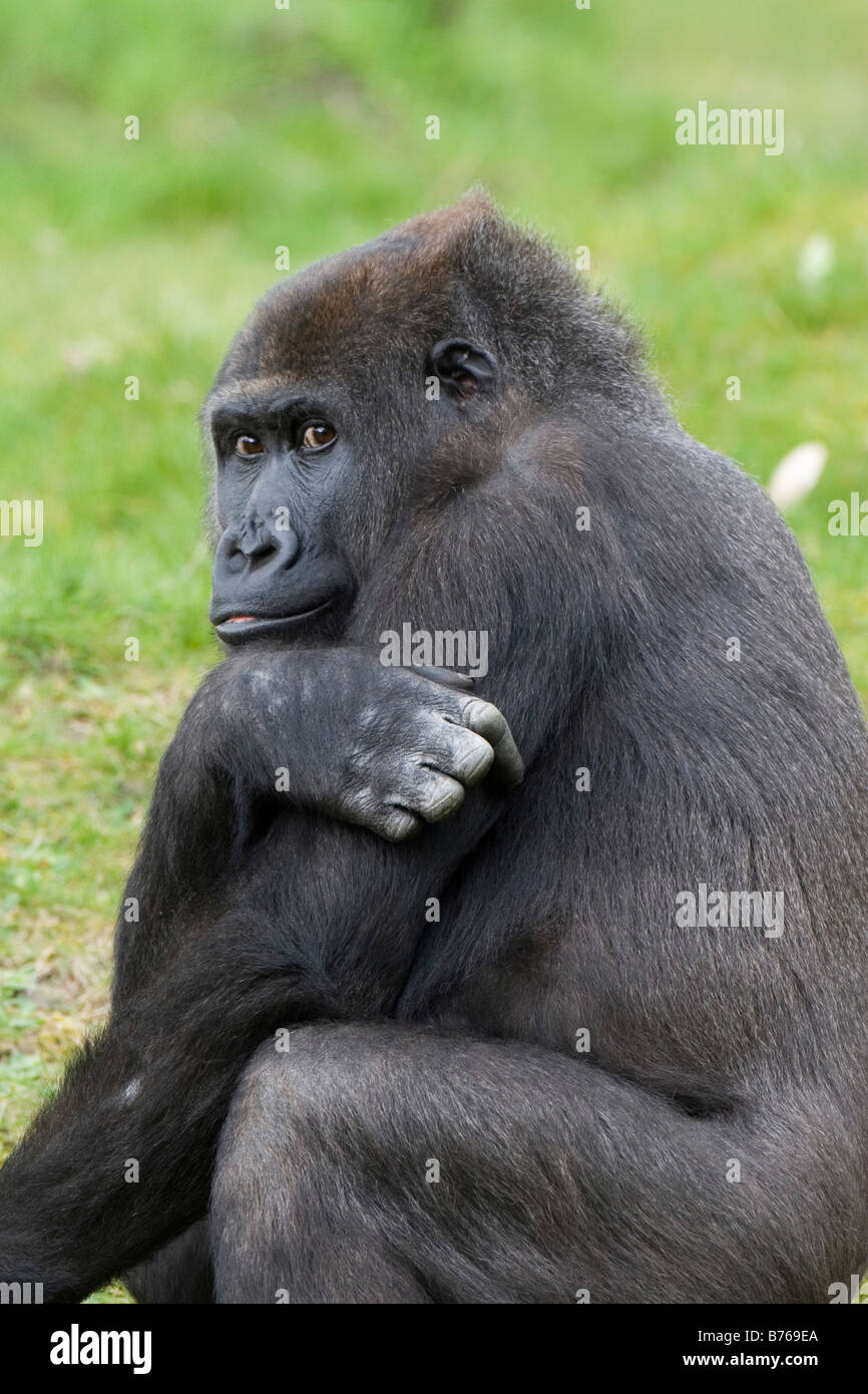 gorilla gorilla western gorilla westgorilla lowland gorilla old monkey ape Stock Photo