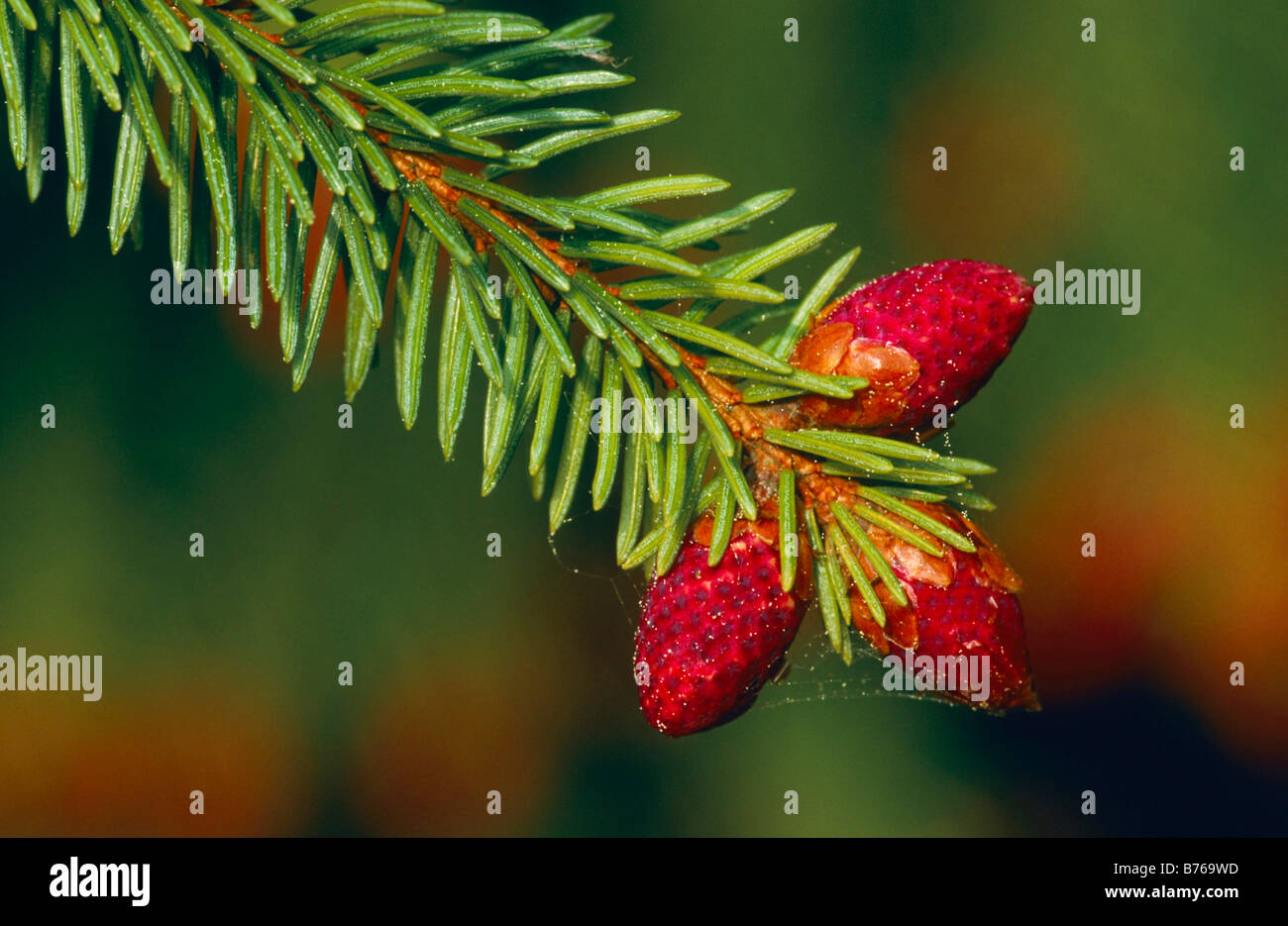 spruce branch bloom detail close up picea abies picea verrucosa background Stock Photo