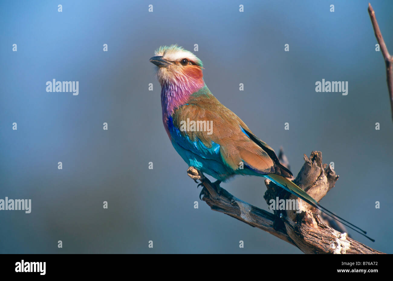 lilac breasted roller coracias caudatus zimbabwe africa bird Stock Photo