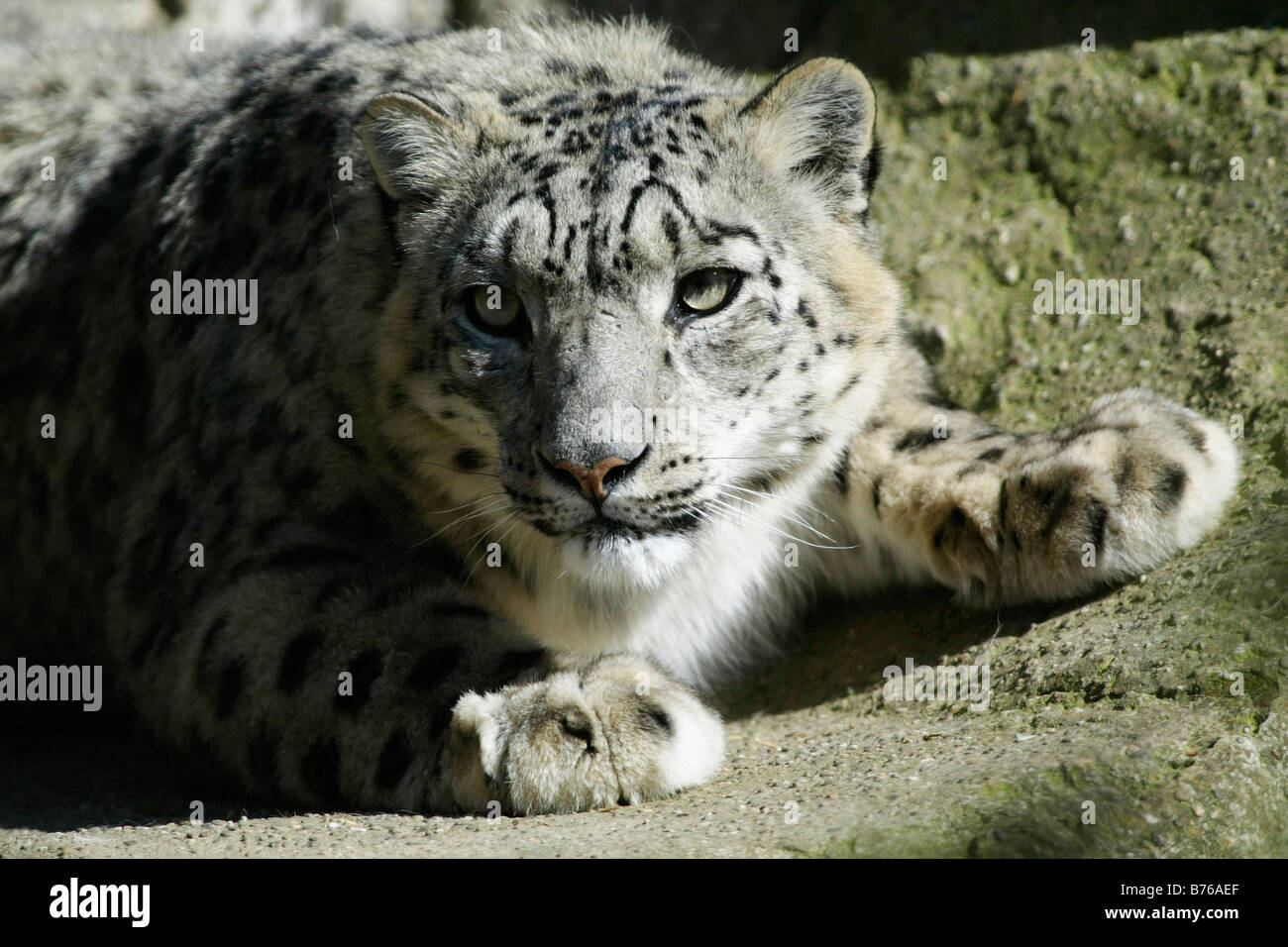 snow leopard uncia uncia ounce large cat pantherinae potriat Stock Photo