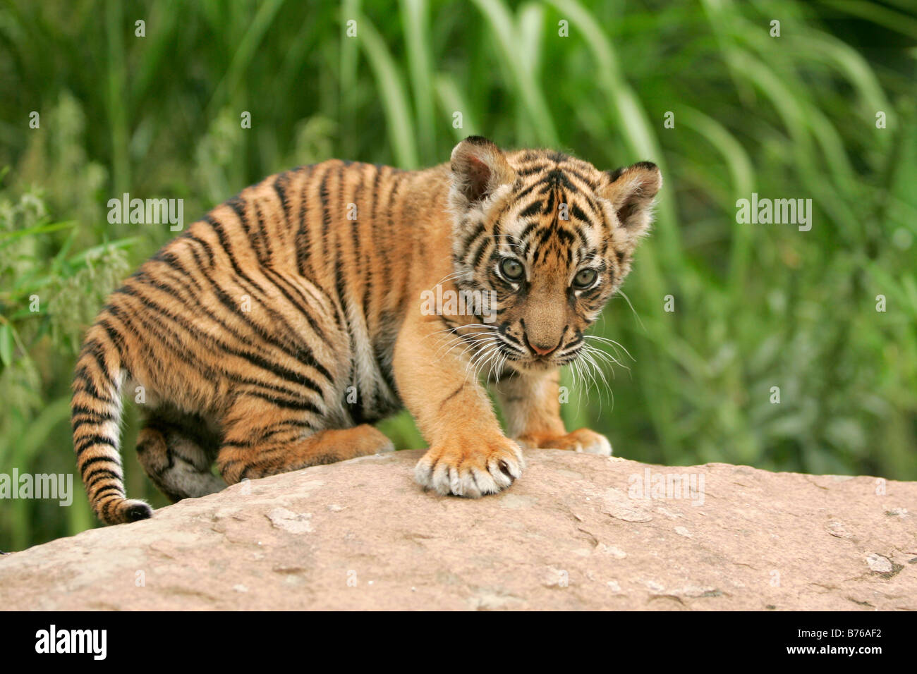 Sumatratiger Jungtier Sumatra Tiger Panthera tigris sumatrae Sumatran Tiger Stock Photo