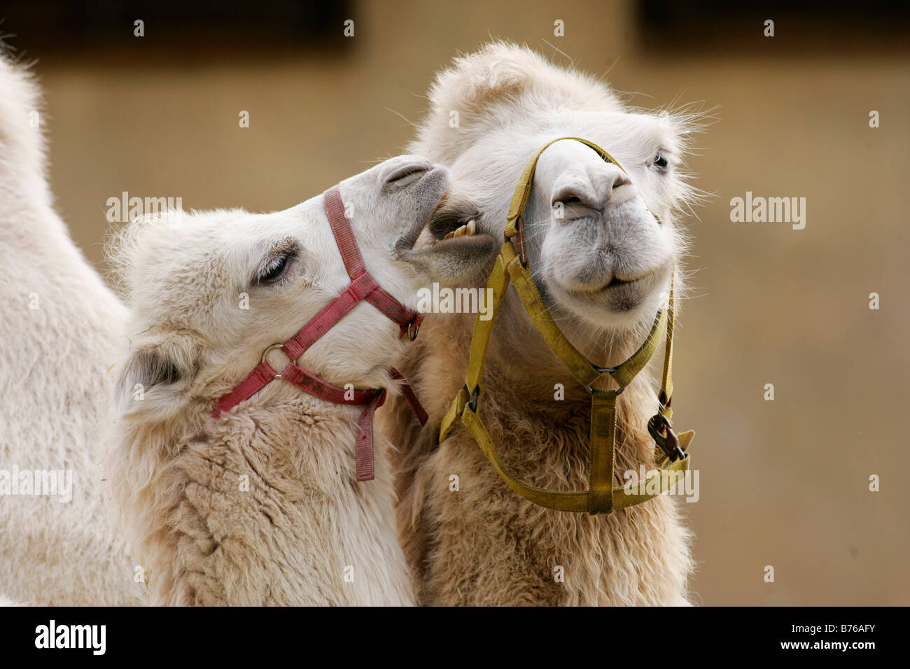 bactrian camel camelus ferus bactrianus large even toed ungulate couple potrait sweet family ties funny droll fun foal caressing Stock Photo