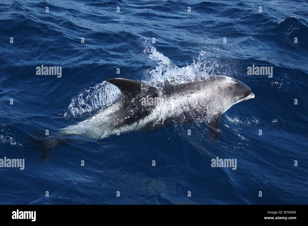 White-beaked dolphin, Lagenorhynchus albirostris, in the North Sea Stock Photo