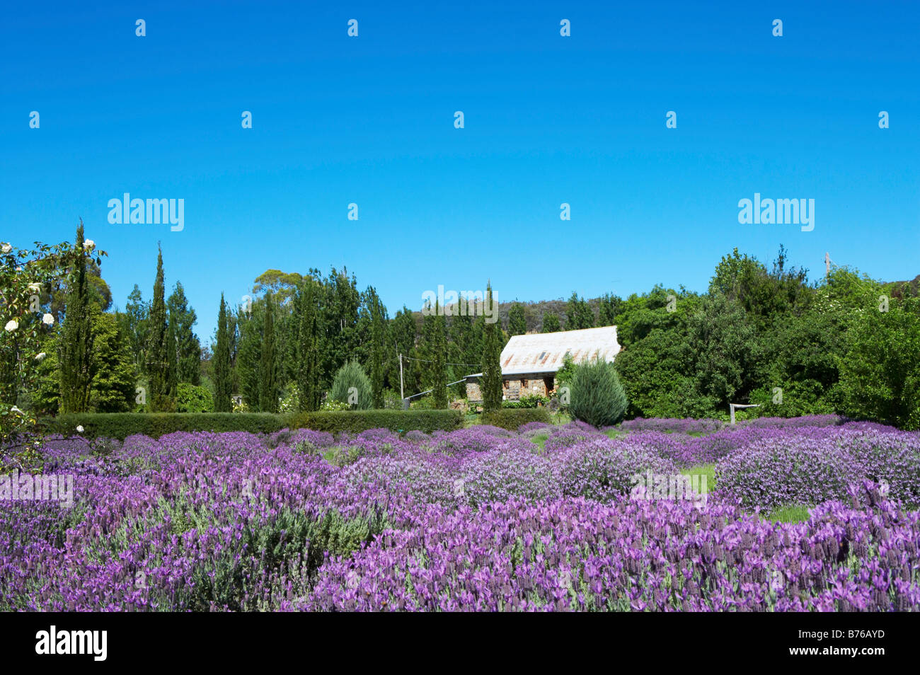 Lavender Farm in Daylesford, Australia Stock Photo 21653281 Alamy