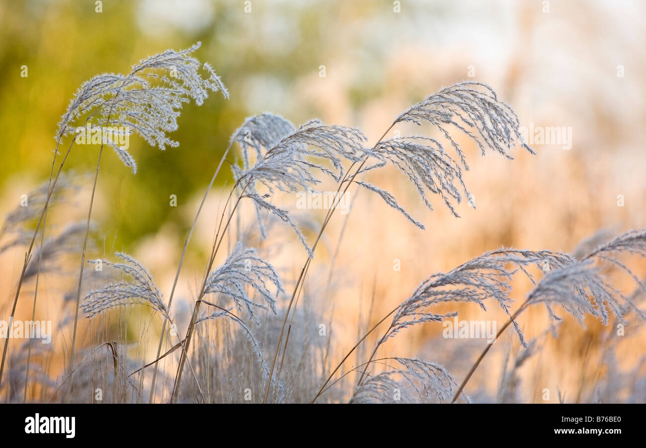 Pampas grass winter hires stock photography and images Alamy