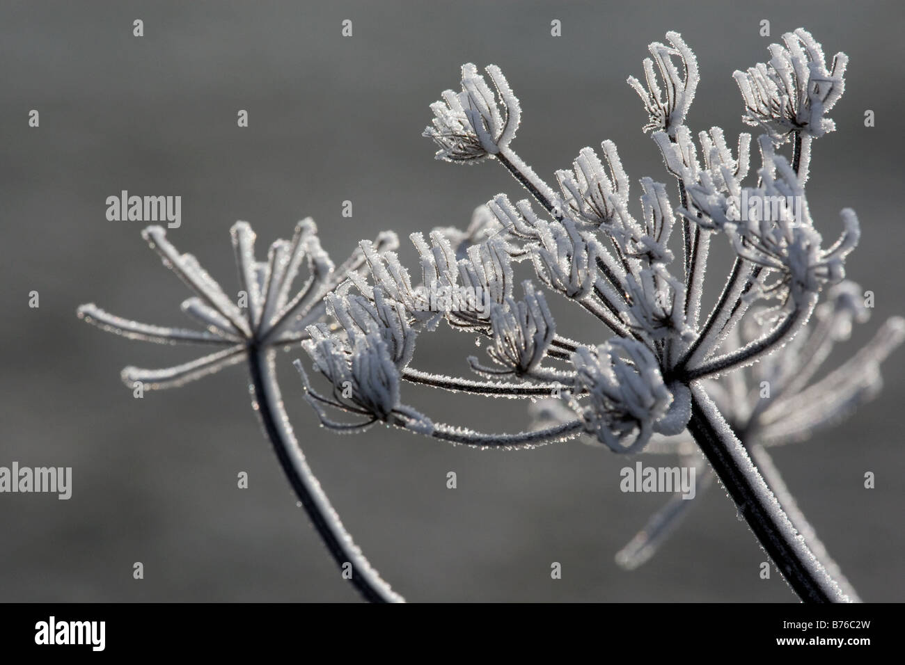 hoar frost on umbrels of cow parsley Stock Photo Alamy