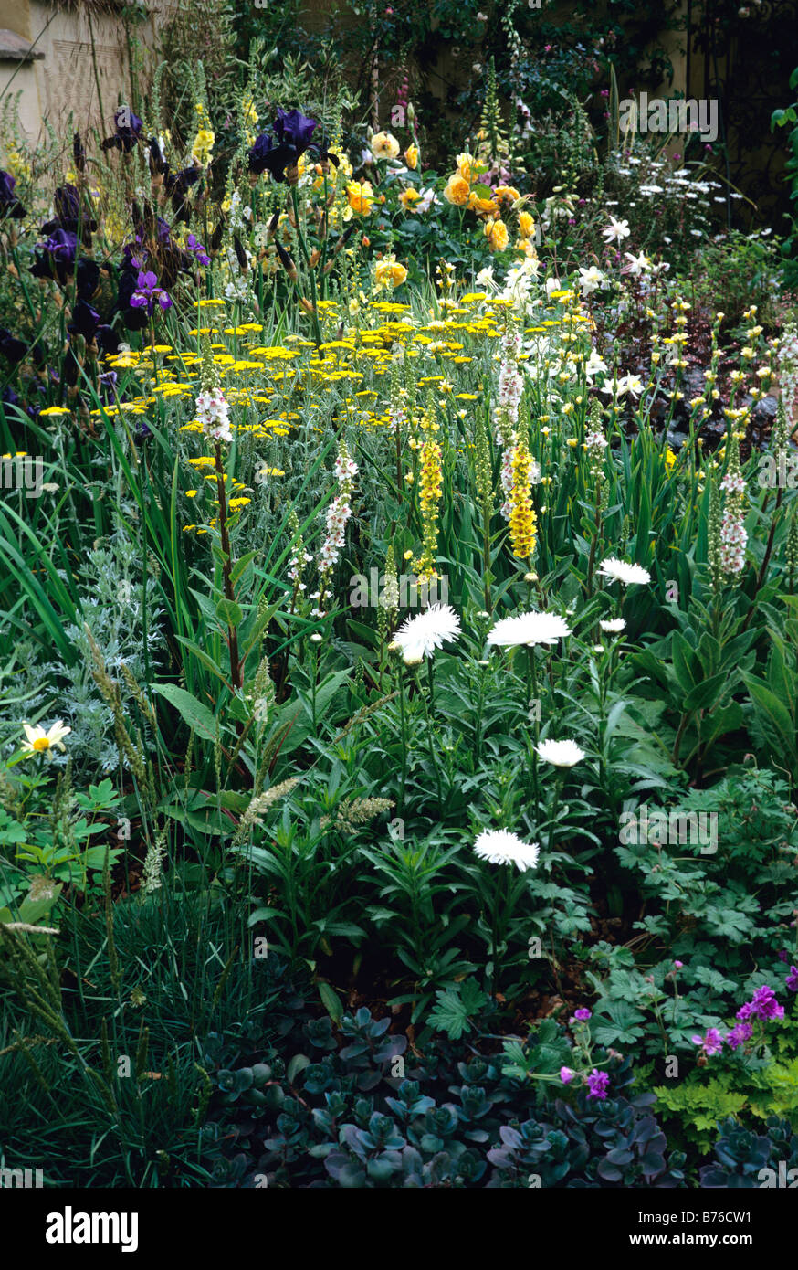 Yellow and white flowering herbaceous border Stock Photo