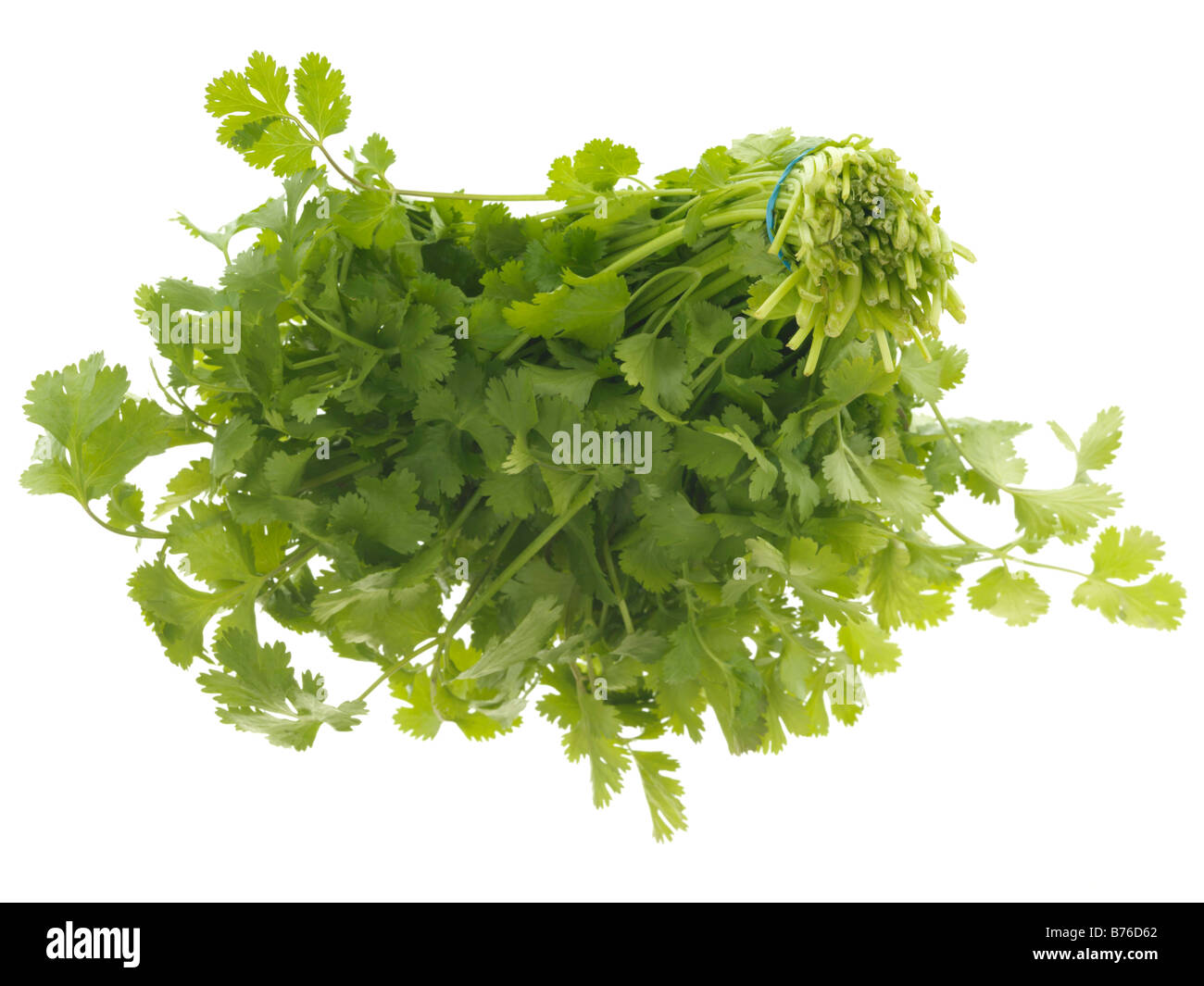 Fresh Healthy Bunch Of Ripe Aromatic Flat Leaf Parsley Cooking Ingredient Isolated Against A White Background With No People And A Clipping Path Stock Photo