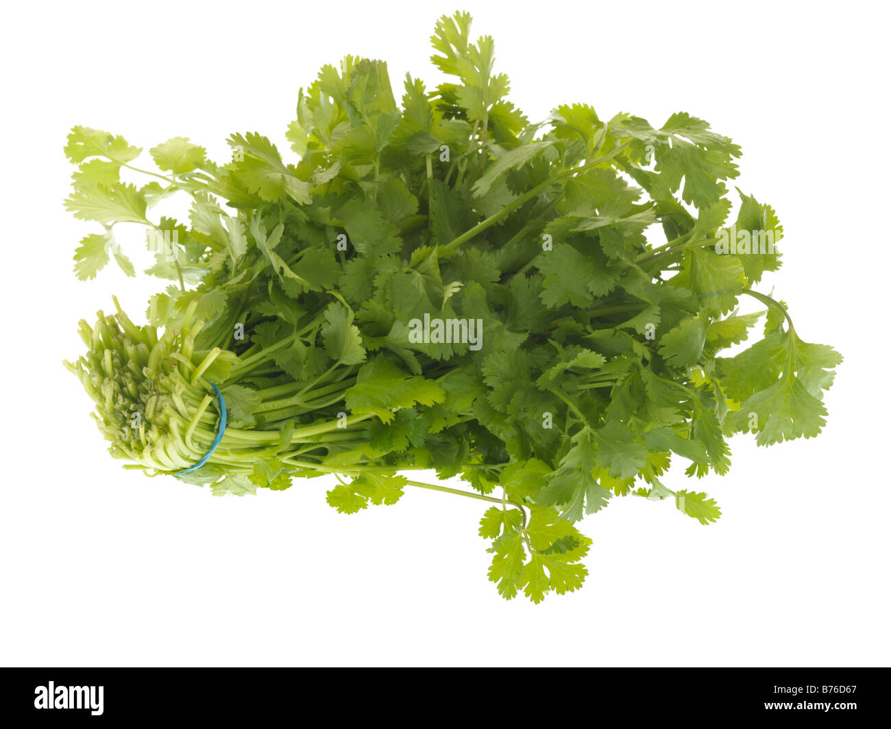 Fresh Healthy Bunch Of Ripe Aromatic Flat Leaf Parsley Cooking Ingredient Isolated Against A White Background With No People And A Clipping Path Stock Photo