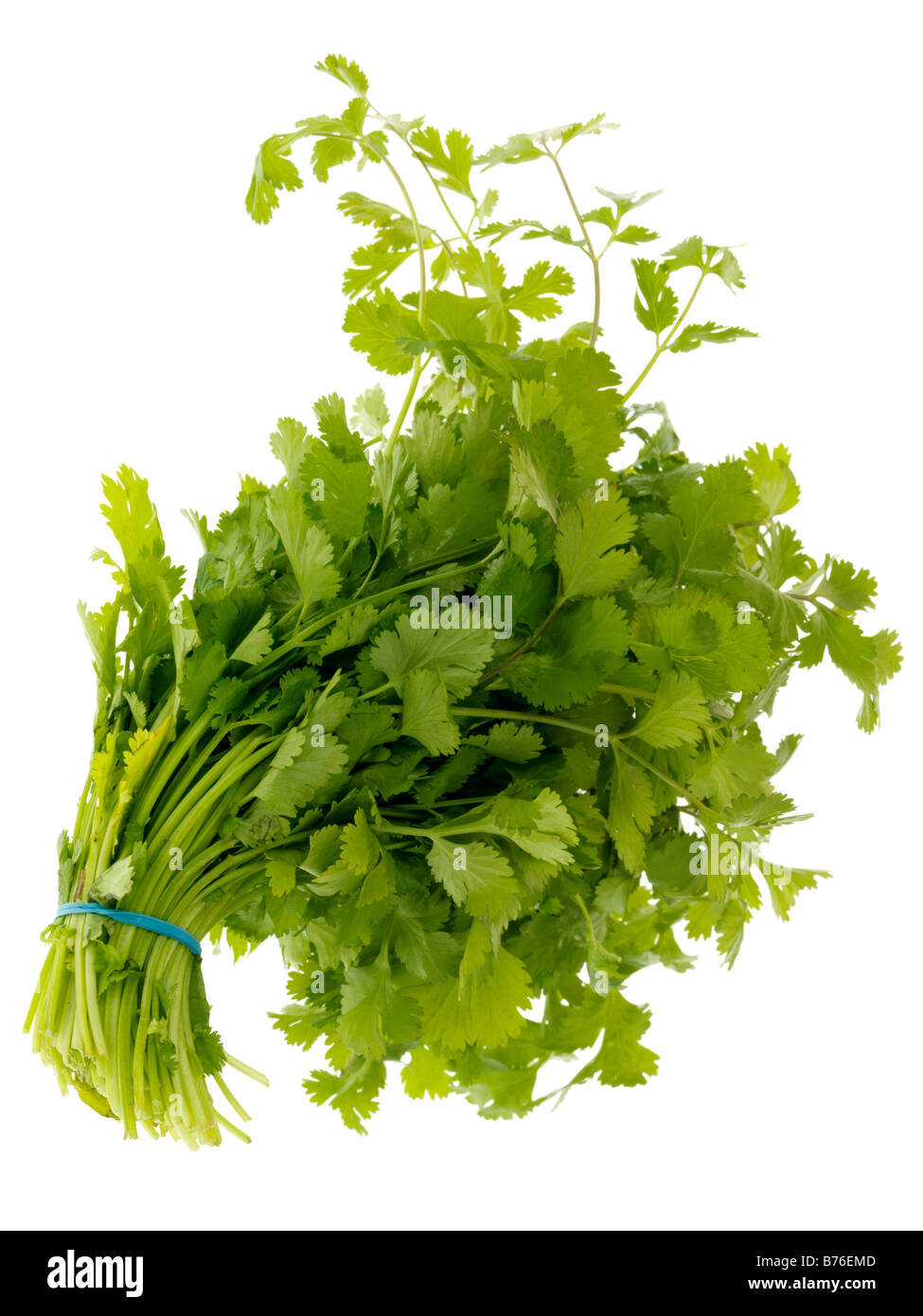 Flat Leaf Parsley Stock Photo - Alamy