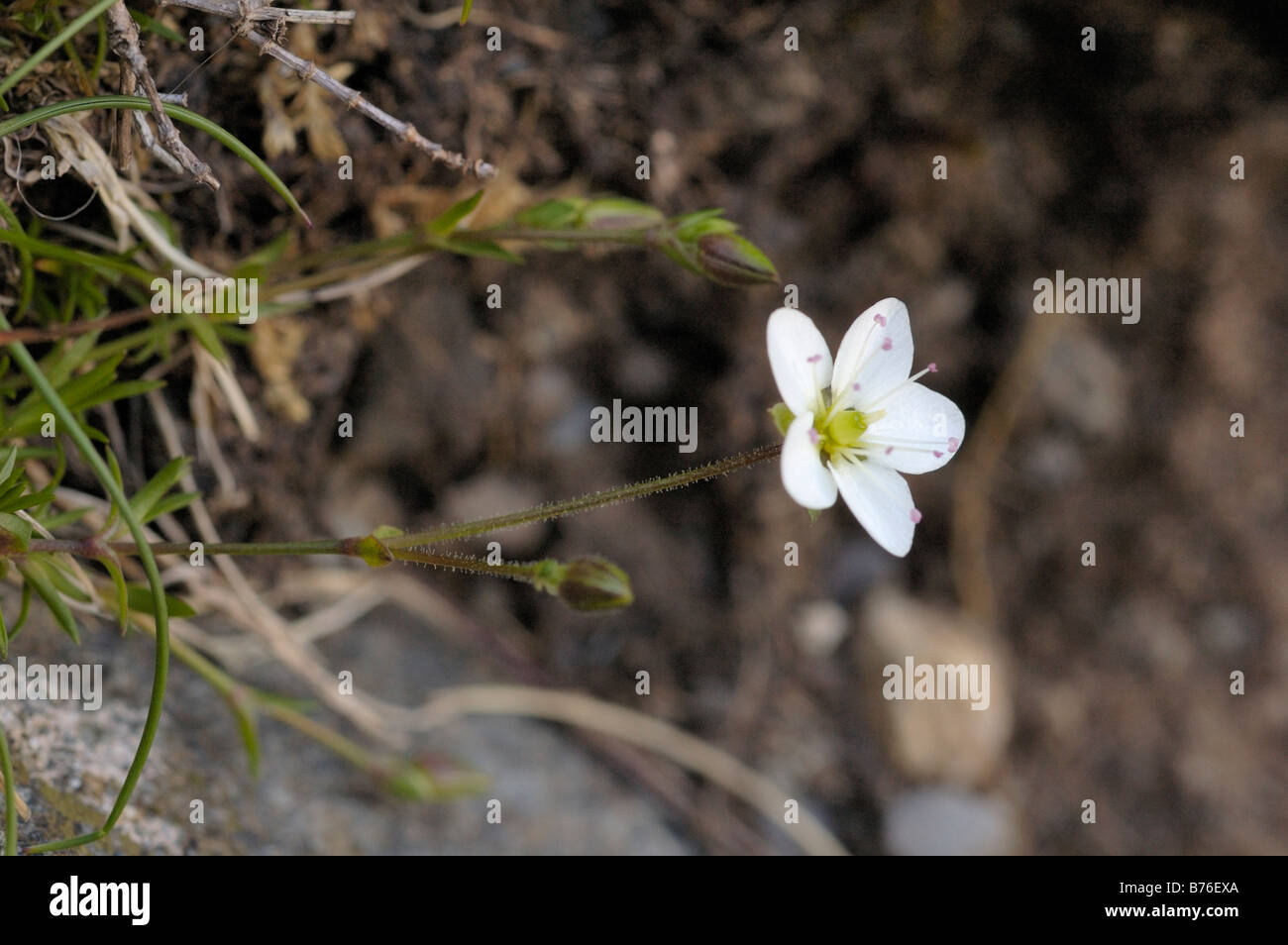 Spring Sandwort, minuartia verna Stock Photo