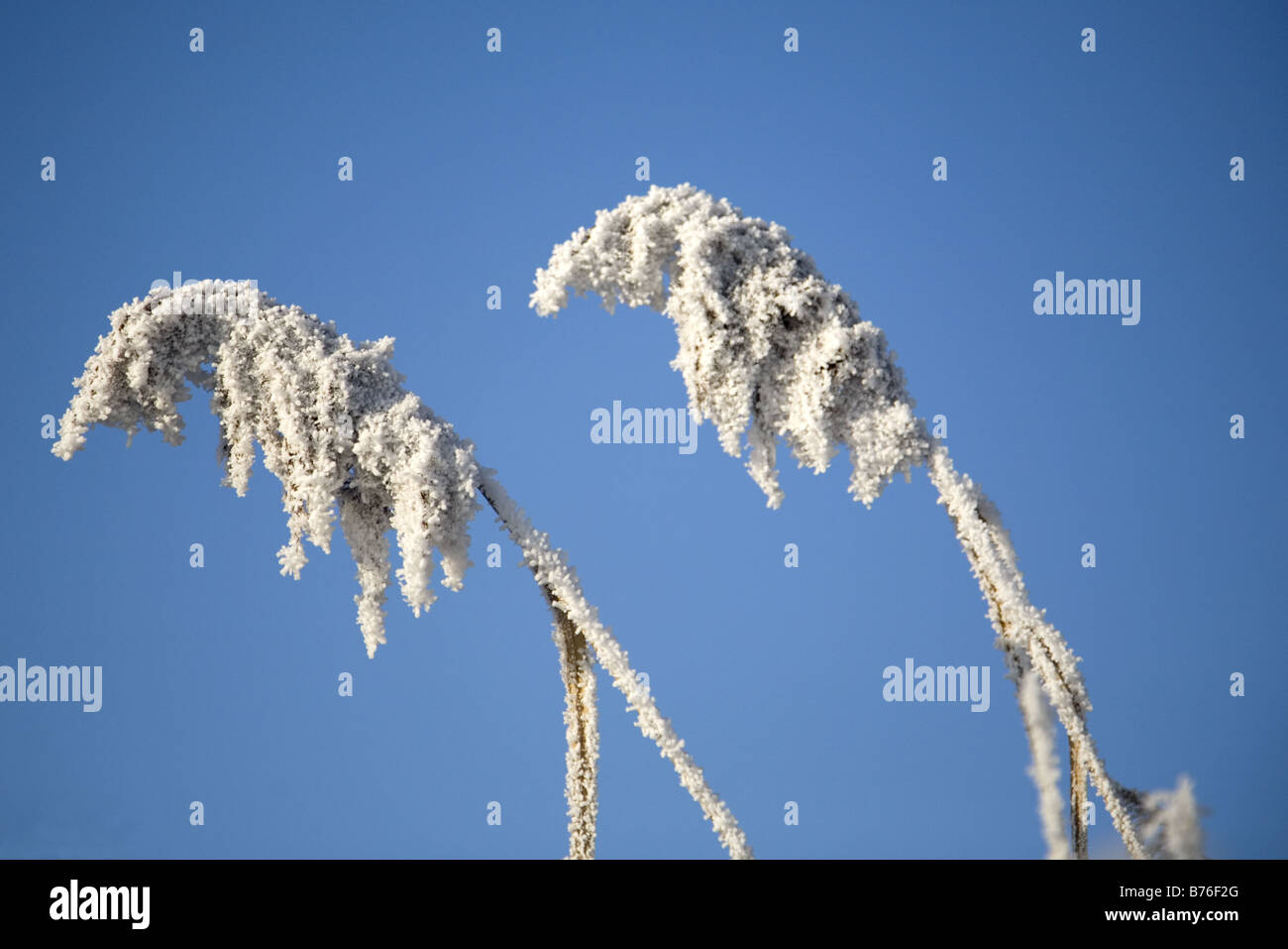 Two frosted reed plumes against blue sky Stock Photo - Alamy