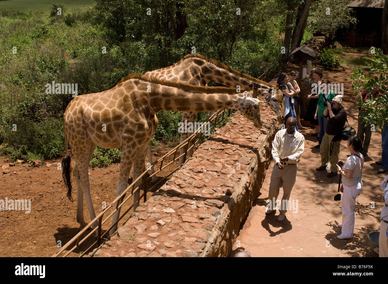 Rothschild Giraffe Giraffe Center Nairobi Kenya Stock Photo