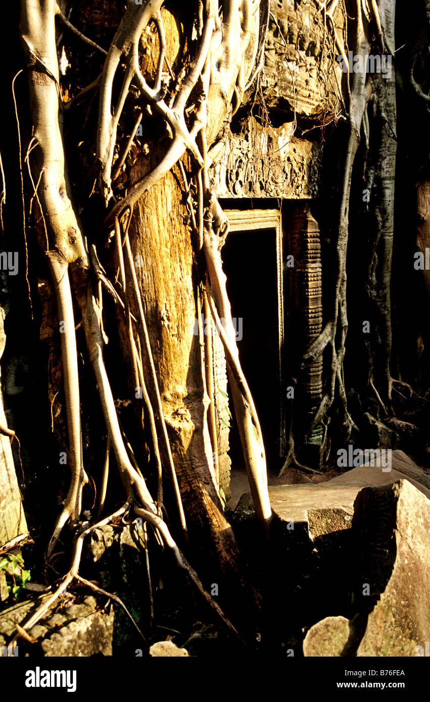Roots of sycamore trees in ruins of the 12th century monastic Temple of ...