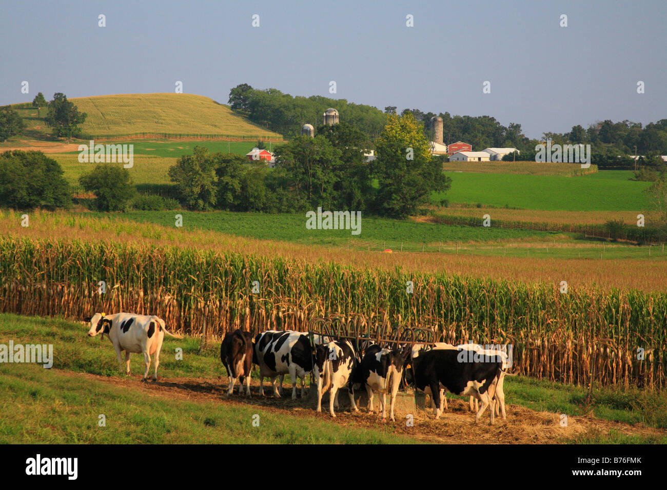 Feeding Dairy Cows, Dayton, Shenandoah Valley, Virginia, USA Stock Photo
