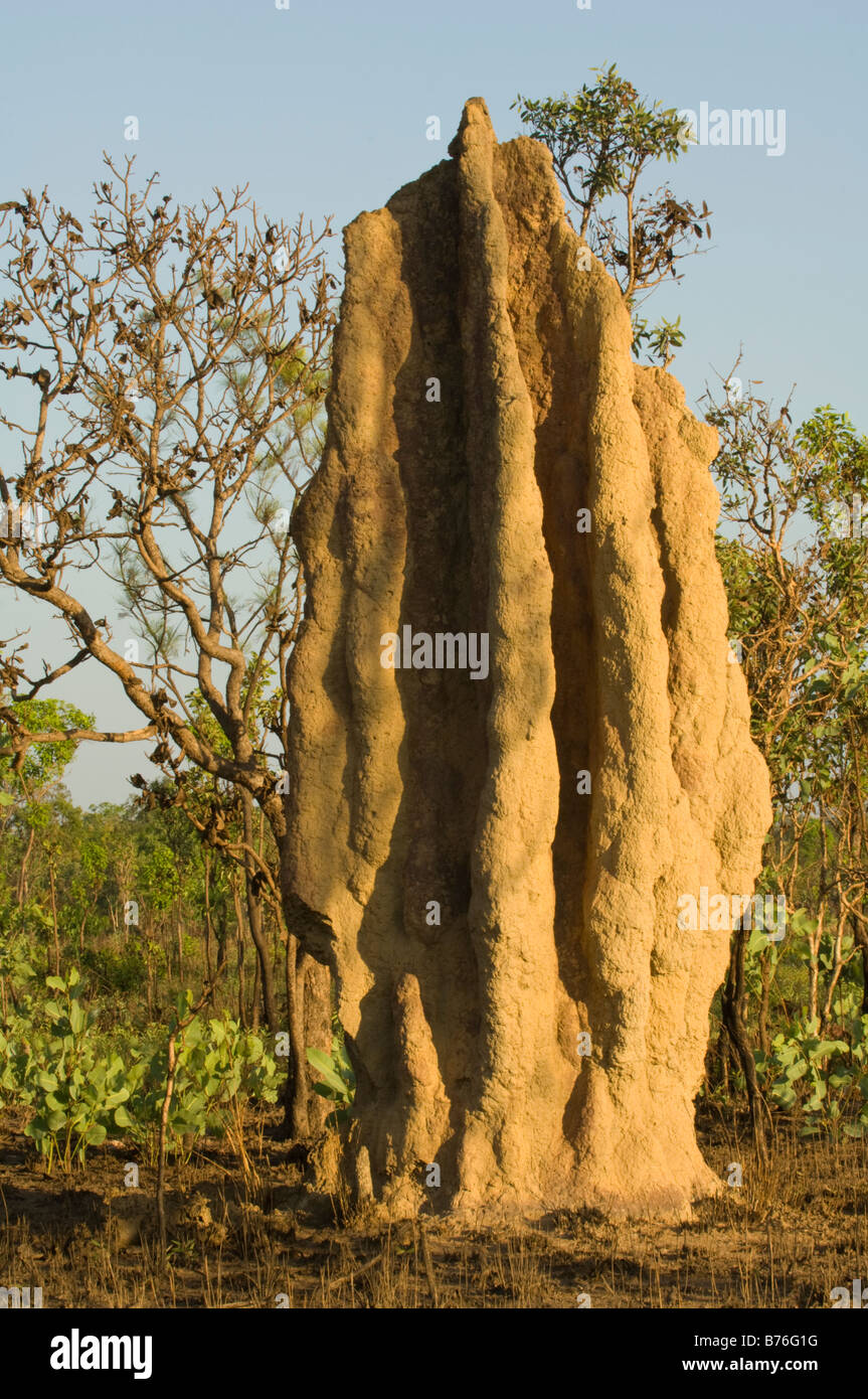 Grass-eating Cathedral Termites (Nasutitermes triodiae) mount North of Lichfield National Park Northern Territory Australia Stock Photo