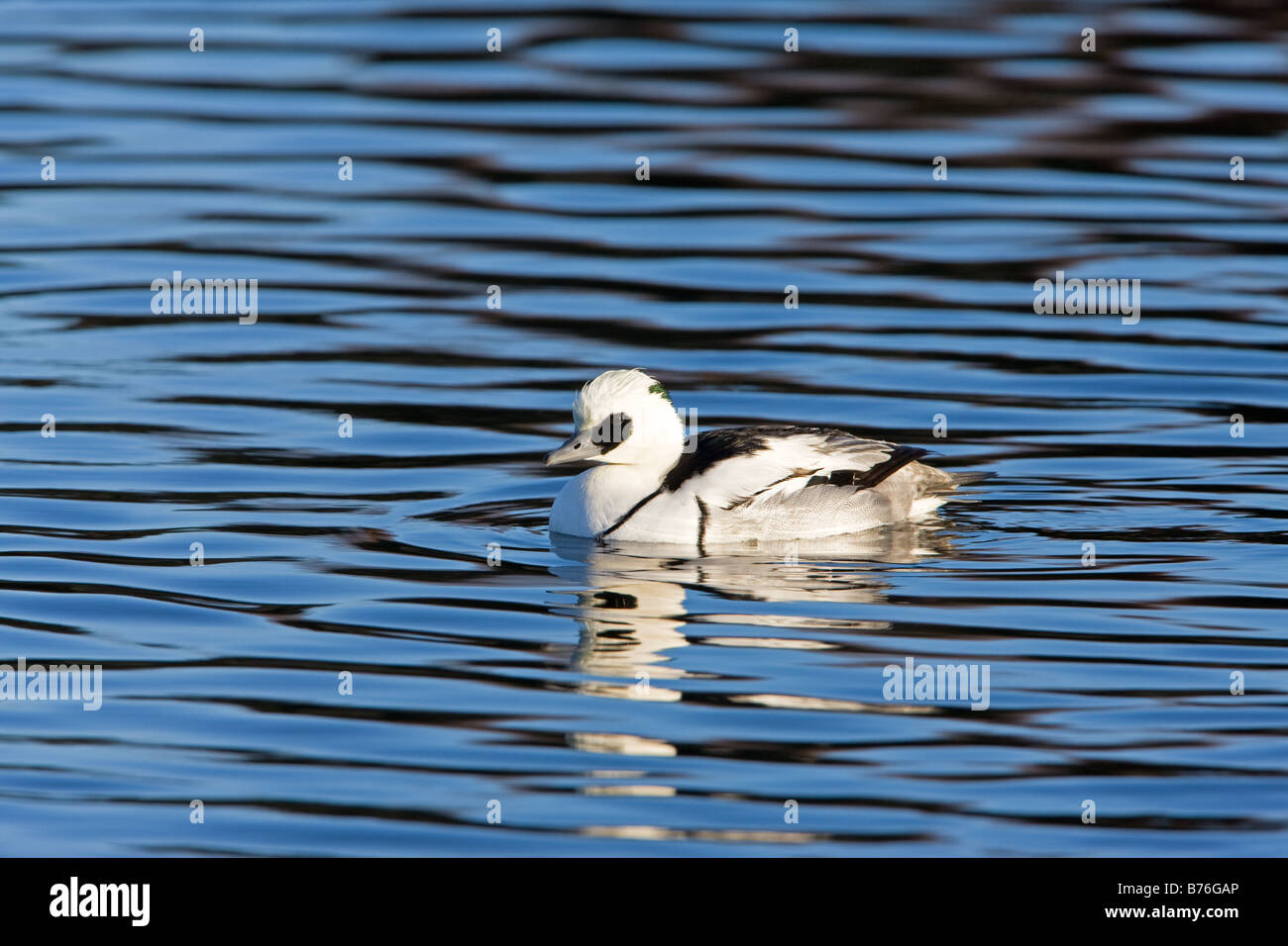Smew Mergus albellus adult male swimming in blue water with reflections Stock Photo