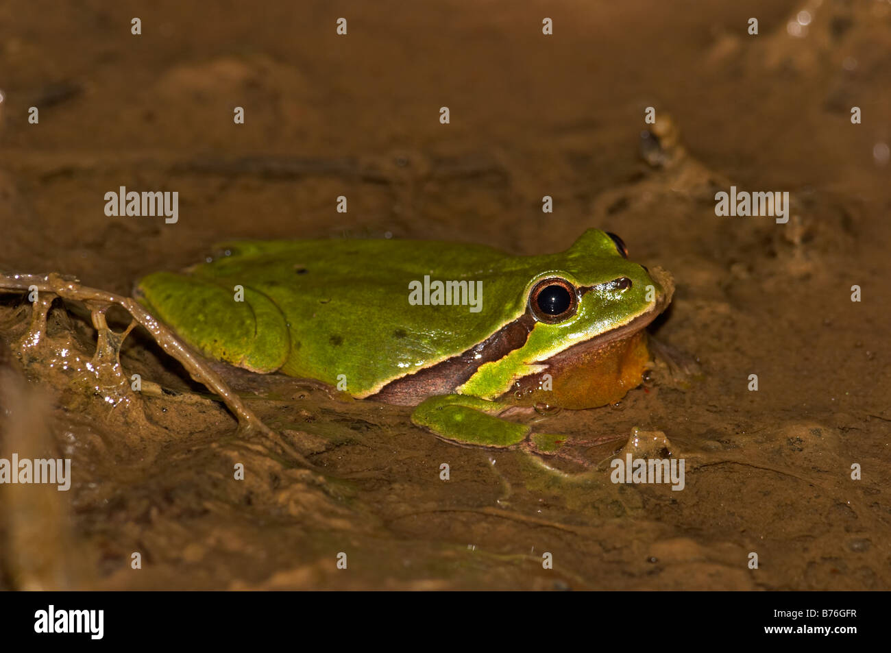 Common Tree Frog, Hyla arborea Stock Photo Alamy